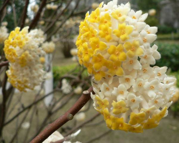 结香花有毒吗，结香花的功效与作用