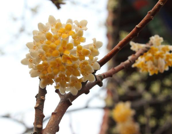 结香花有毒吗，结香花的功效与作用