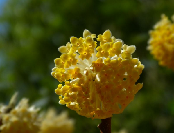 结香花怎么繁殖，结香花养殖方法和注意事项