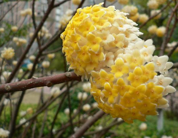 结香花怎么繁殖，结香花养殖方法和注意事项