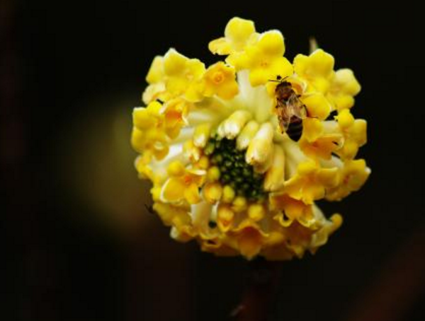 结香花怎么繁殖，结香花养殖方法和注意事项