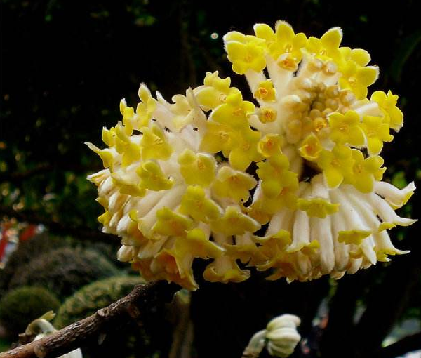 结香花怎么繁殖，结香花养殖方法和注意事项