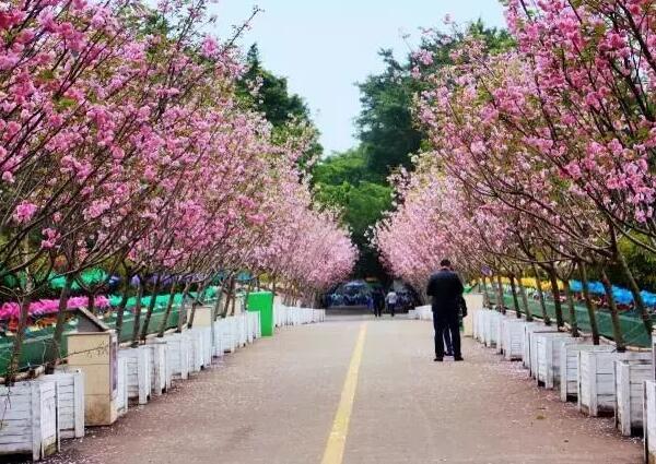 2018深圳樱花节是什么时候 深圳观澜湖樱花节时间(2月14至4月8日)