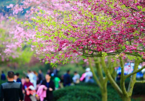 2018福建樱花什么时候开放  福建永福樱花2018花期(2月初到3月底)