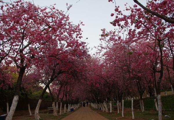 2018昆明樱花什么时候开 2018昆明圆通山樱花节时间(3月下旬)