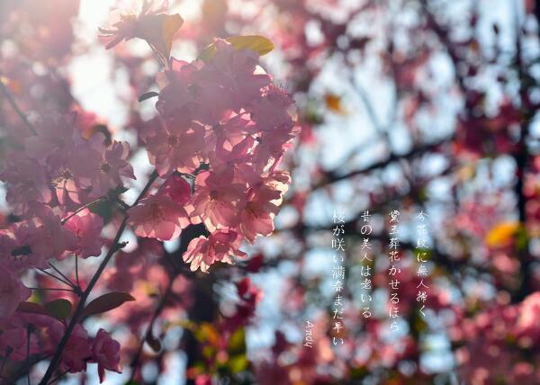 2018昆明樱花什么时候开 2018昆明圆通山樱花节时间(3月下旬)