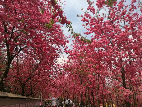 2018昆明樱花什么时候开 2018昆明圆通山樱花节时间(3月下旬)