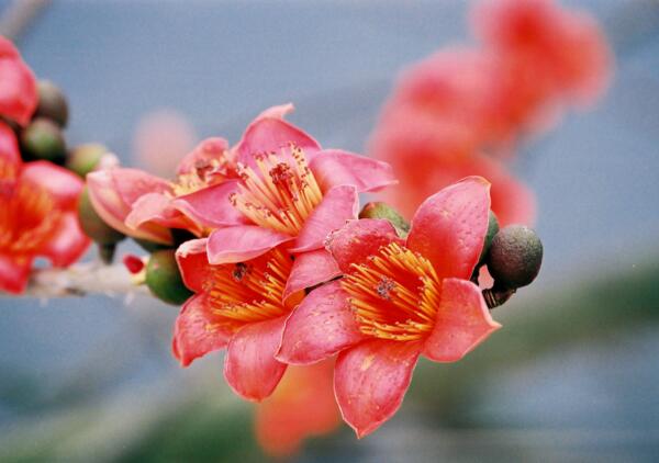 送木棉花什么意思 木棉花代表什么含义(珍惜眼前人)