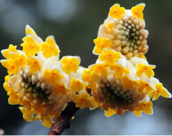 结香花是致癌花吗，结香花可以在室内养吗(室内户外都可以养)