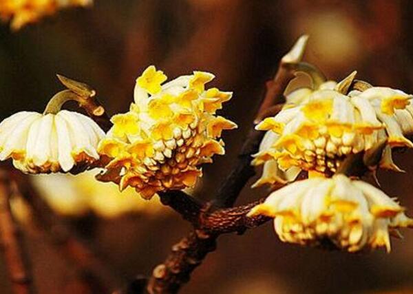 结香花是致癌花吗，结香花可以在室内养吗(室内户外都可以养)