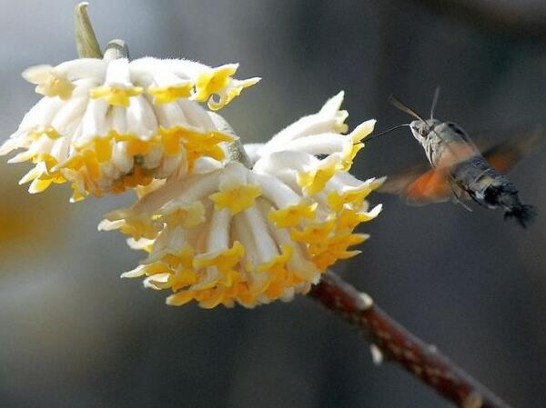 结香花是致癌花吗，结香花可以在室内养吗(室内户外都可以养)