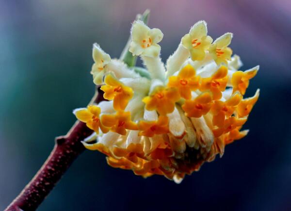 结香花是致癌花吗，结香花可以在室内养吗(室内户外都可以养)