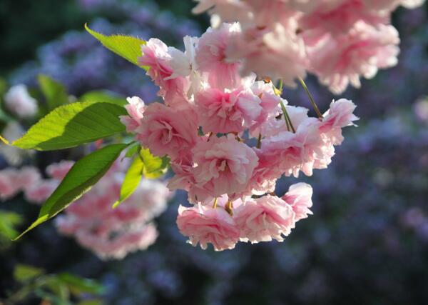 樱花的颜色有哪些 常见红/白/粉三色(附樱花品种鉴别)