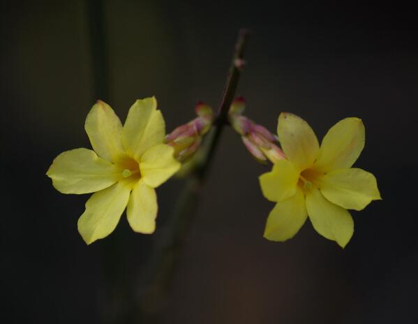 迎春花盆景怎么养，盆栽迎春花的养殖方法(适应力强怕涝)