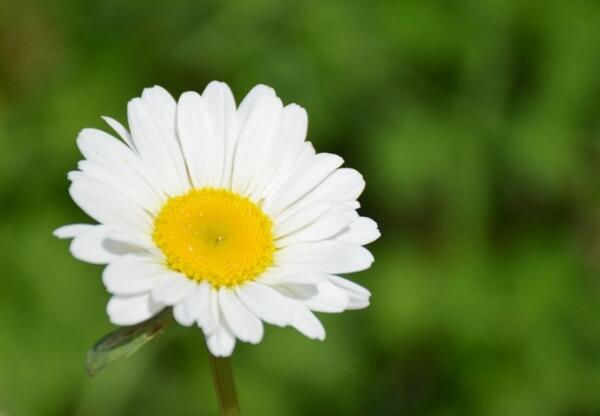 春天适合种什么花，雏菊春天可以播种吗