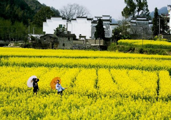 2018婺源油菜花什么时候开 2018婺源油菜花节时间(3月8日-4月10日)