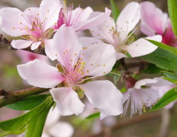 桃花什么时候开，桃花开花时间3-4月(6-9月吃果实)