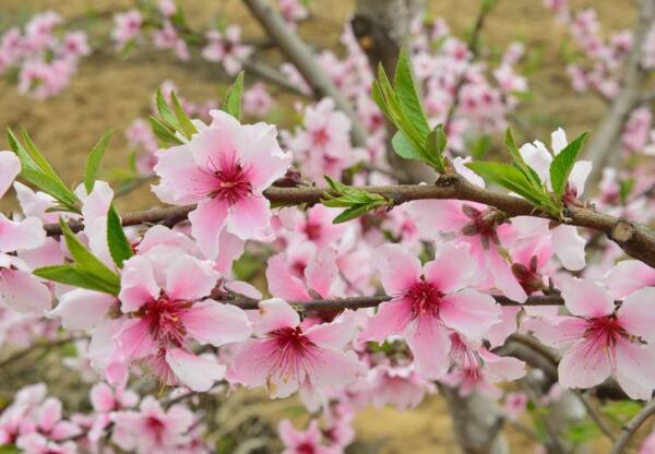 桃花什么时候开，桃花开花时间3-4月(6-9月吃果实)