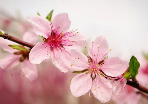 桃花什么时候开，桃花开花时间3-4月(6-9月吃果实)