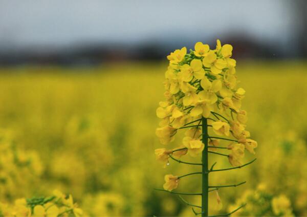 2018油菜花什么时候开 2018哪里看油菜花(附全国油菜花时间表)