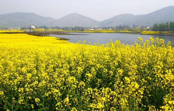 2018汉中油菜花什么时候开 2018年汉中油菜花节时间(3月25日)