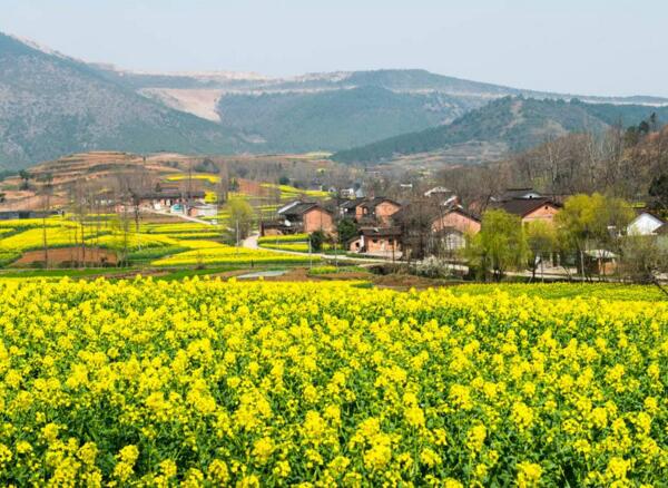 2018汉中油菜花什么时候开 2018年汉中油菜花节时间(3月25日)