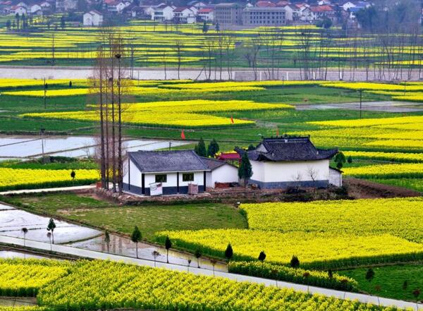 2018汉中油菜花什么时候开 2018年汉中油菜花节时间(3月25日)