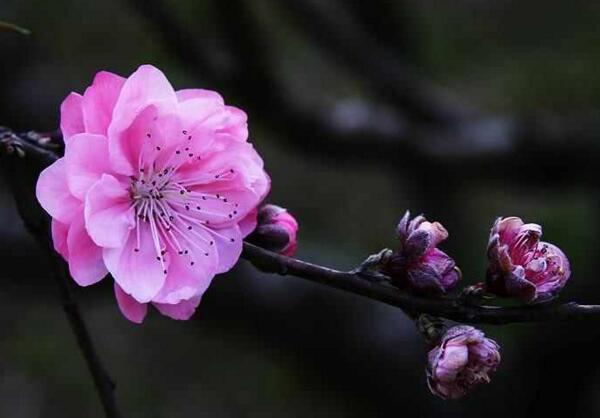 桃花象征什么意义，美好生活和健康长寿