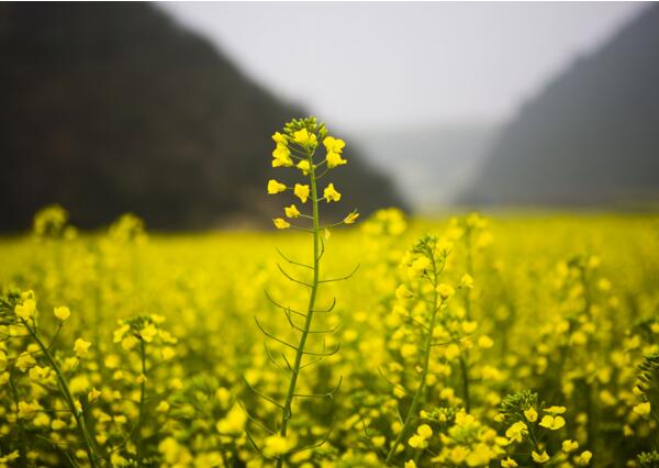 油菜花象征着什么意思 送油菜花什么意思(加油与奉献)