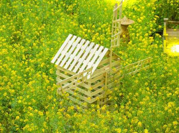 油菜花象征着什么意思 送油菜花什么意思(加油与奉献)