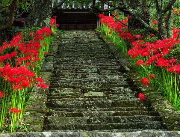 冥界四花都有哪四种花，传说中的四大死亡之花你见过吗