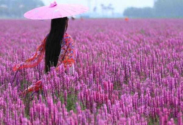 什么花的花语是孤独，千蕨菜/石楠/水仙花(孤独的守望者)