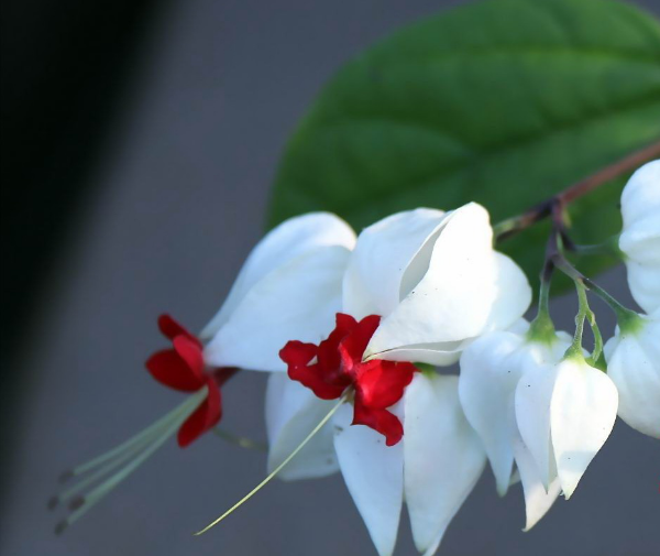 龙吐珠花怎么养 养殖龙吐珠花的技巧（龙吐珠水对分反应敏感）