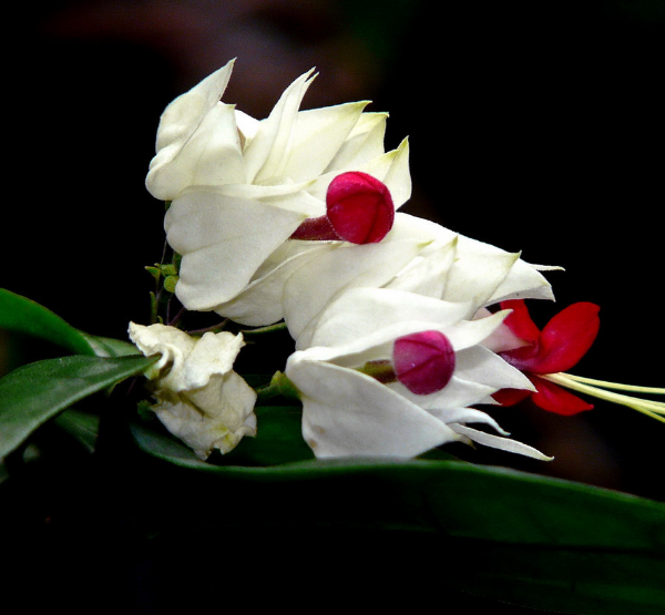 龙吐珠花怎么养 养殖龙吐珠花的技巧（龙吐珠水对分反应敏感）