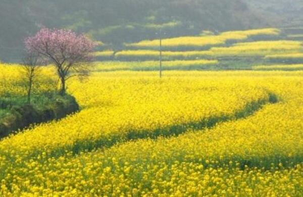 2018成都油菜花什么时候开 2018成都油菜花节时间(3月9日)