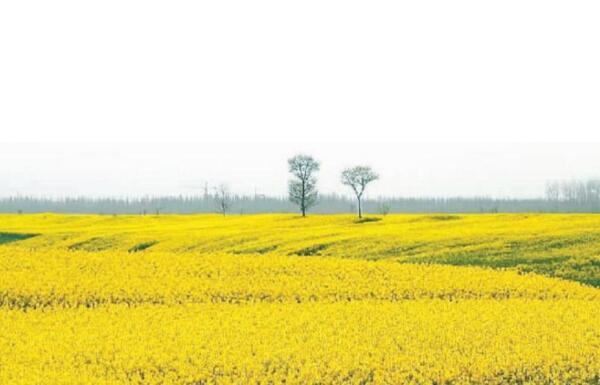 2018成都油菜花什么时候开 2018成都油菜花节时间(3月9日)