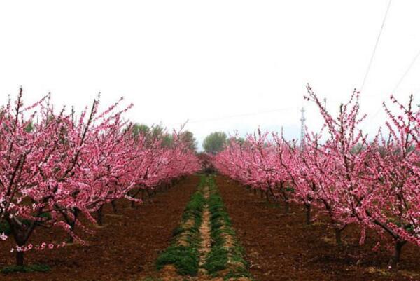 2018北京桃花节是几月几日 2018平谷桃花节时间(4月8日到4月18期间)