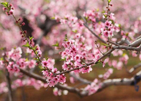 2018北京桃花节是几月几日 2018平谷桃花节时间(4月8日到4月18期间)