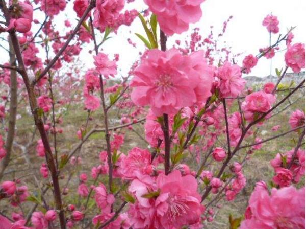 2018上海桃花节是几月几日 2018上海桃花节攻略(三月下旬)