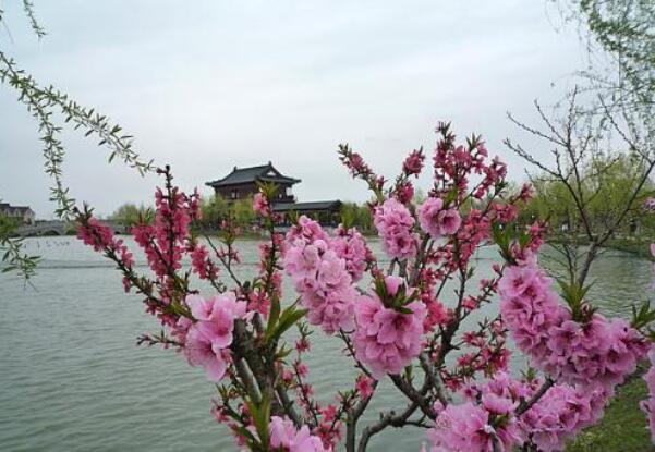 2018上海桃花节是几月几日 2018上海桃花节攻略(三月下旬)