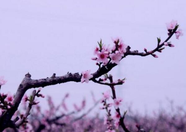 2018上海桃花节是几月几日 2018上海桃花节攻略(三月下旬)