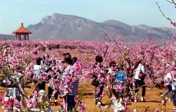 2018上海桃花节是几月几日 2018上海桃花节攻略(三月下旬)