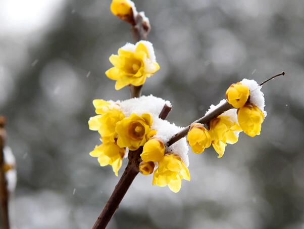 腊梅花什么时候开，腊梅开花时间12-3月(日本腊梅花期短)