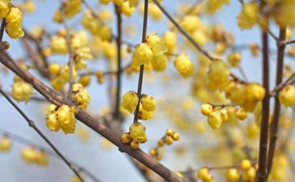 腊梅花什么时候开，腊梅开花时间12-3月(日本腊梅花期短)