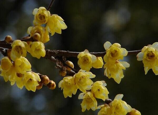 腊梅花什么时候开，腊梅开花时间12-3月(日本腊梅花期短)