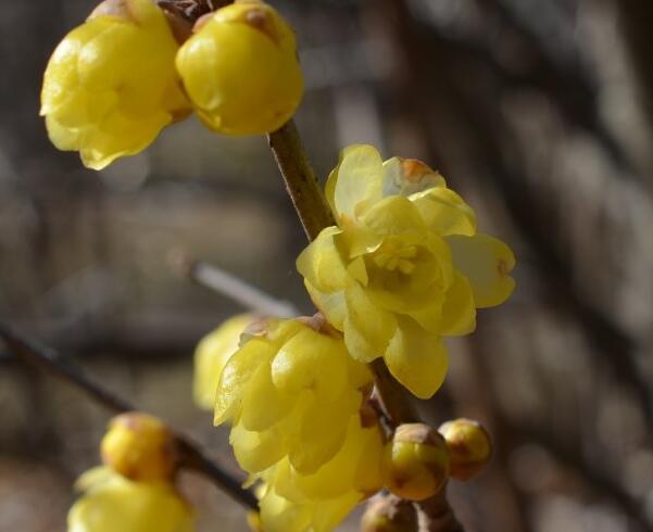 腊梅花什么时候开，腊梅开花时间12-3月(日本腊梅花期短)