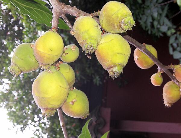 腊梅花种子怎么种，腊梅种子种植养护要点