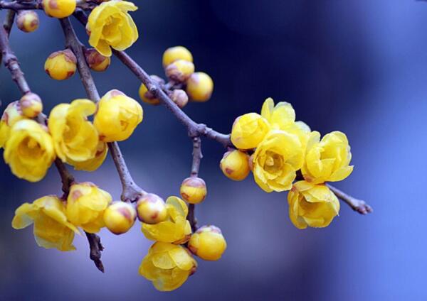 腊梅花什么时候开，腊梅开花时间12-3月(日本腊梅花期短)