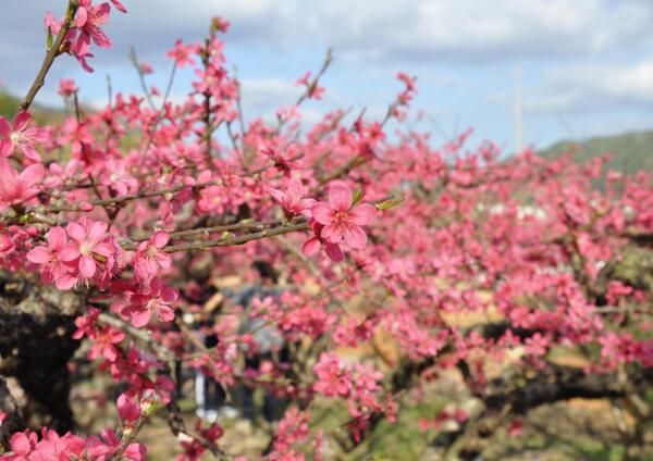 2018连平桃花节时间 3月初是最佳赏花期（附赏花路线）