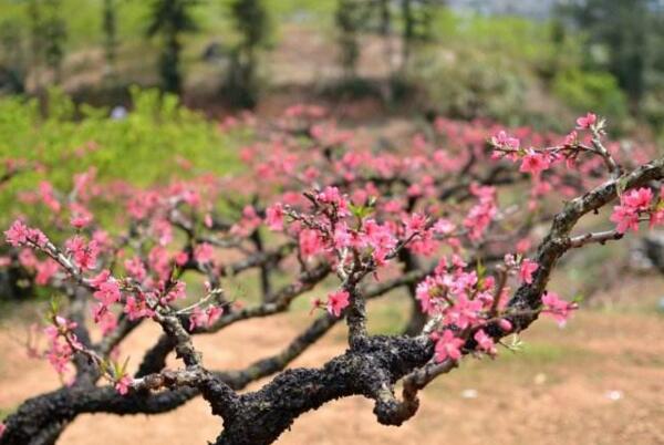 2018连平桃花节时间 3月初是最佳赏花期（附赏花路线）